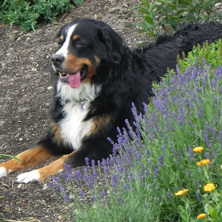 Apartment Ferien-winzerhof Kessler Meersburg